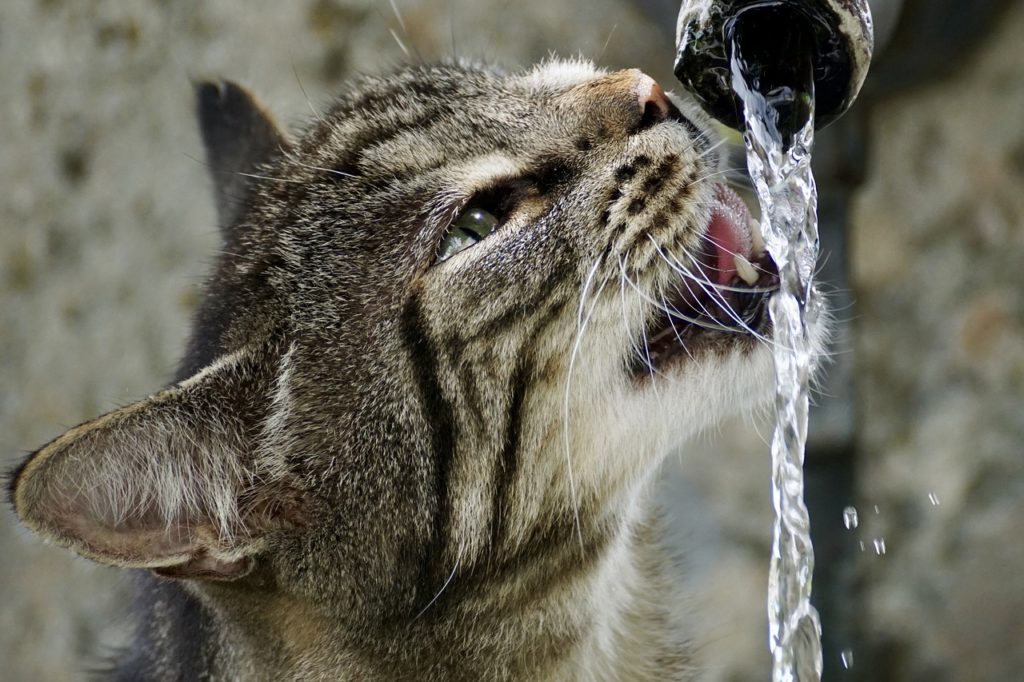 Les calomnies de la canicule en France et ses aboutissements