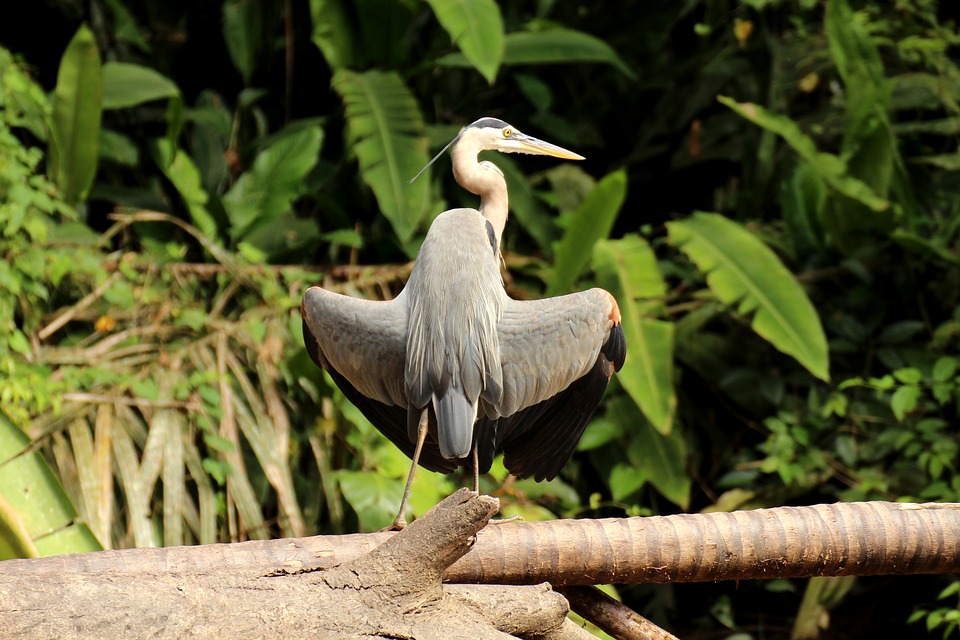 Un circuit au Costa Rica, une occasion de visiter des sites fascinants