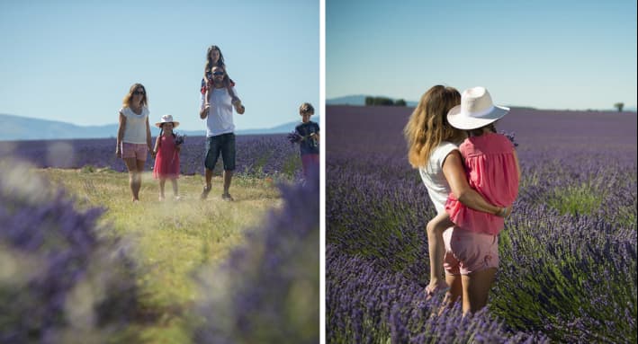 La lavande est en fleur en Haute-Provence et dans le Verdon