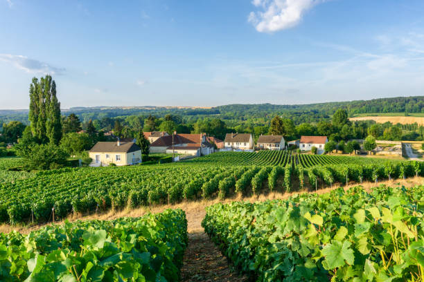 Route du Champagne : les étapes incontournables pour un séjour réussi